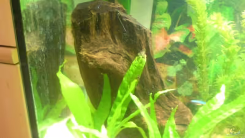 Dekoration im Aquarium Becken 3216 von Roland Höck (11)