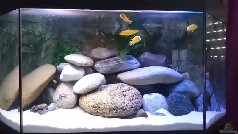 Dekoration im Aquarium Becken 32164 von Lake Malawi (3)