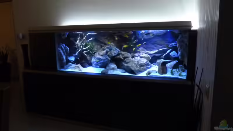 Dekoration im Aquarium Becken 32316 von Malawinator (20)