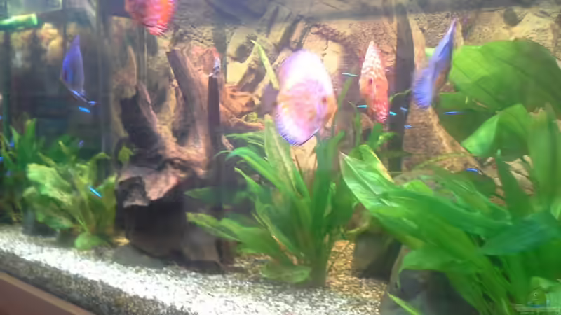 Dekoration im Aquarium Becken 32360 von Kunibert Schäfer (11)