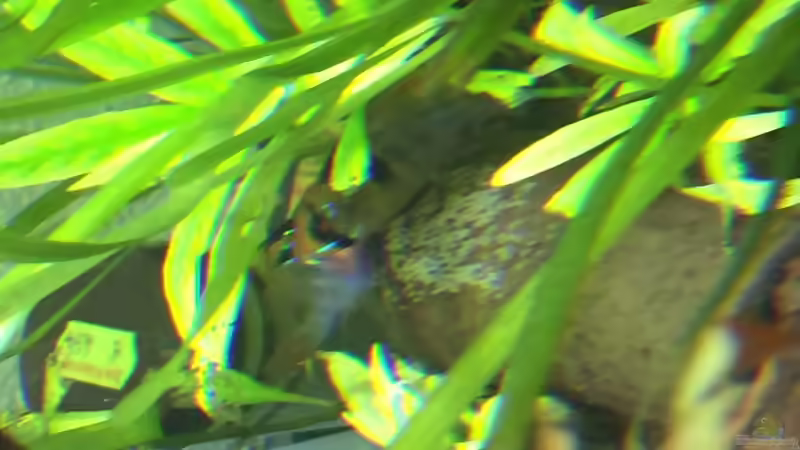 Dekoration im Aquarium Becken 32366 von eesee (3)