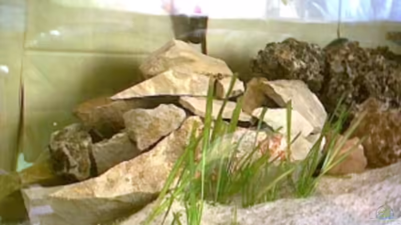 Dekoration im Aquarium Becken 325 von Monika Panksy (7)