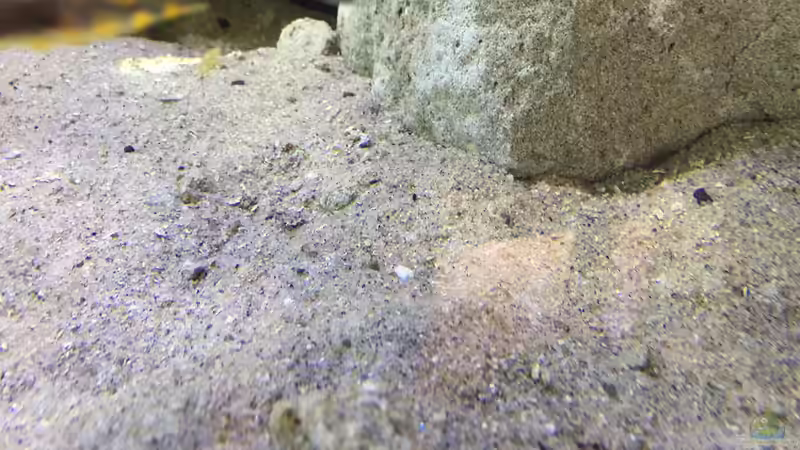 Dekoration im Aquarium Becken 32516 von Marcel Ille (10)