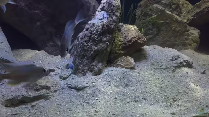 Dekoration im Aquarium Becken 32516 von Marcel Ille (9)