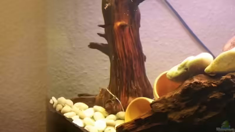 Dekoration im Aquarium Becken 32610 von Robert Vogt (5)