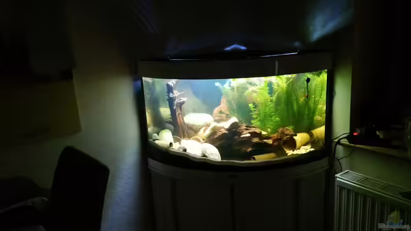 Dekoration im Aquarium Becken 32610 von Robert Vogt (6)