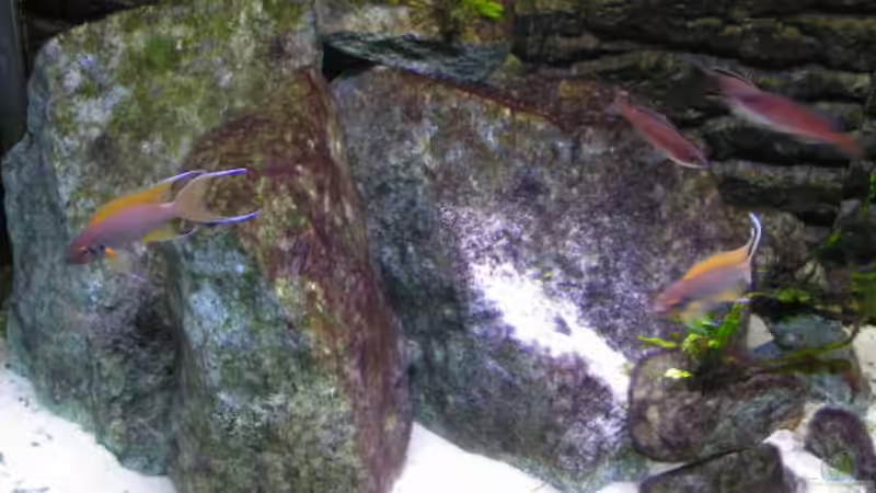 Dekoration im Aquarium Becken 3268 von Bastian Nagel (4)