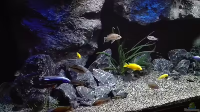 Dekoration im Aquarium Becken 32689 von Heike Fuchs (26)