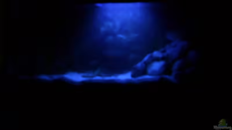 Dekoration im Aquarium Becken 3269 von Rene Kandler (10)