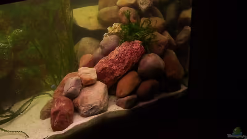 Dekoration im Aquarium Becken 3269 von Rene Kandler (9)