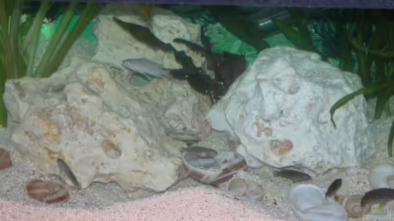 Dekoration im Aquarium Becken 3275 von Bastian Burger (9)