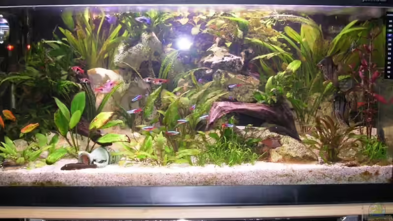 Dekoration im Aquarium Becken 3278 von René Geisler (13)