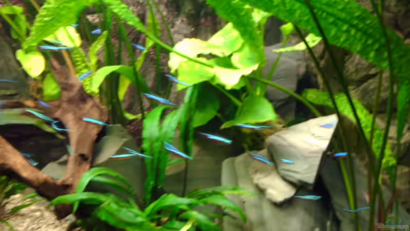 Dekoration im Aquarium Becken 3283 von Pierre Weihmann (4)