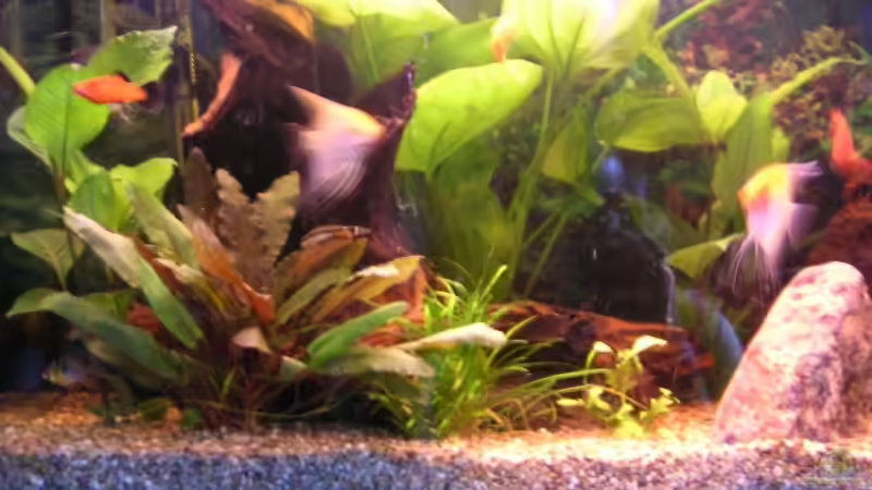 Dekoration im Aquarium Becken 3286 von Kai Himmelreich (4)