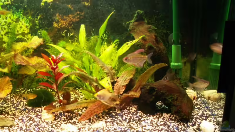 Dekoration im Aquarium Becken 3297 von Thomas Kluge (6)