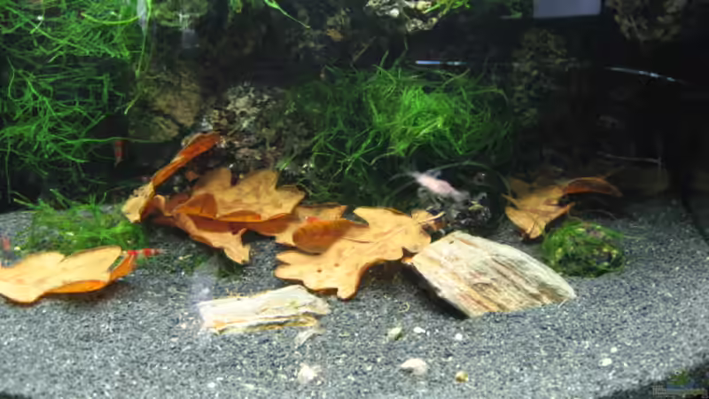 Dekoration im Aquarium Becken 3303 von Tom Zimmermann (7)