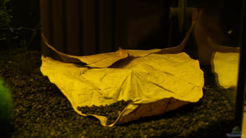 Dekoration im Aquarium Becken 3304 von Fabian Kühn (4)