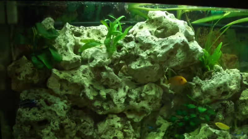 Dekoration im Aquarium Becken 3310 von Adrian Möker (7)