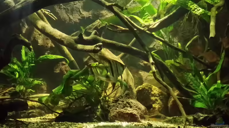 Dekoration im Aquarium Becken 33203 von Micha Zoschke (8)