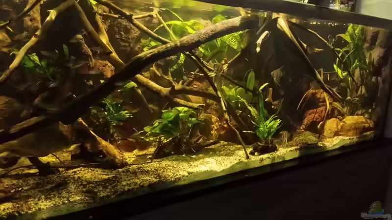 Dekoration im Aquarium Becken 33203 von Micha Zoschke (9)