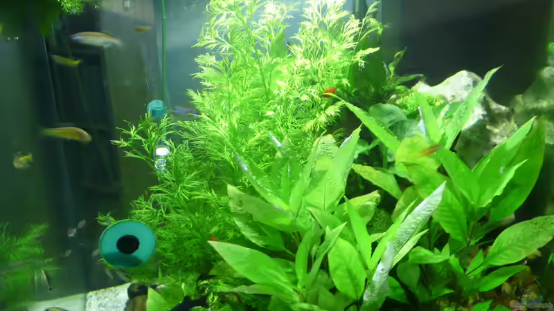 Dekoration im Aquarium Becken 33229 von stveko (10)