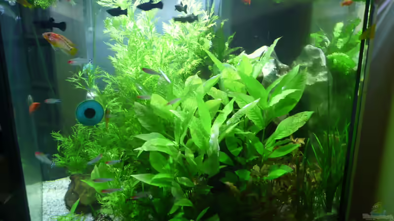 Dekoration im Aquarium Becken 33229 von stveko (11)