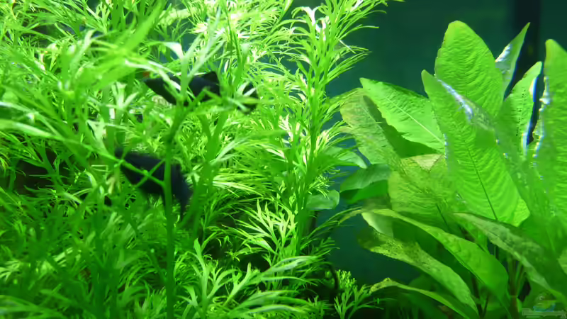 Dekoration im Aquarium Becken 33229 von stveko (6)