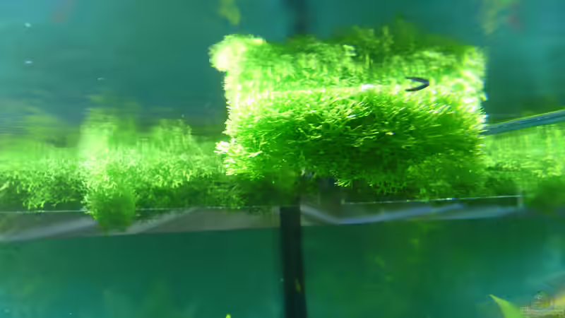 Dekoration im Aquarium Becken 33229 von stveko (7)