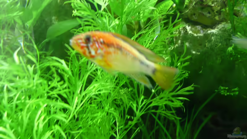 Dekoration im Aquarium Becken 33229 von stveko (9)