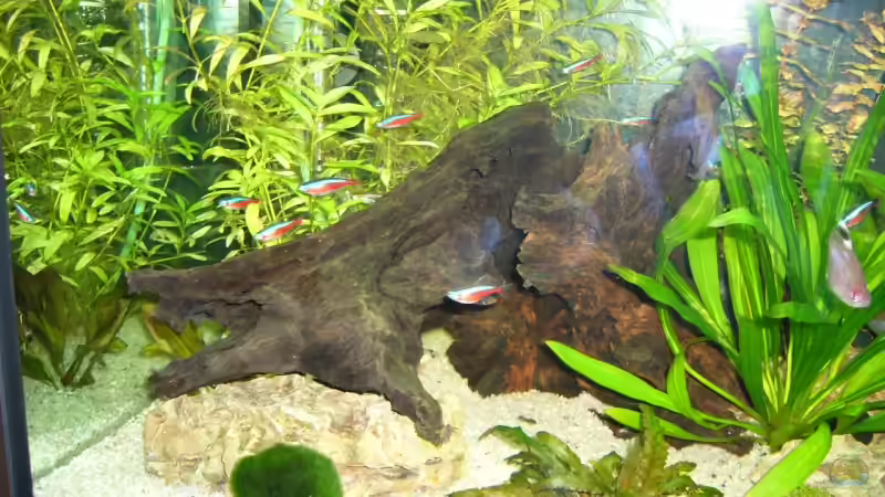 Dekoration im Aquarium Becken 3345 von Micha WB (16)