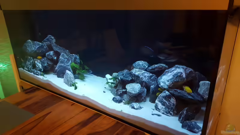 Dekoration im Aquarium Becken 33501 von ehemaliger User (3)