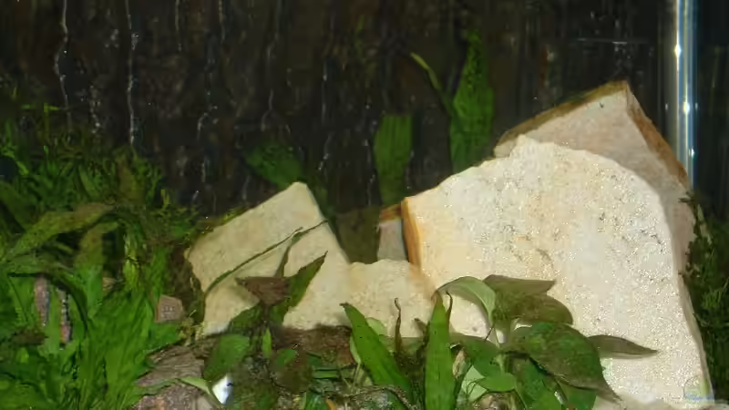 Dekoration im Aquarium Becken 339 von Matthias Hellberg (2)