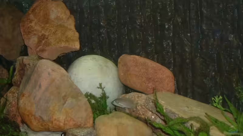 Dekoration im Aquarium Becken 339 von Matthias Hellberg (3)