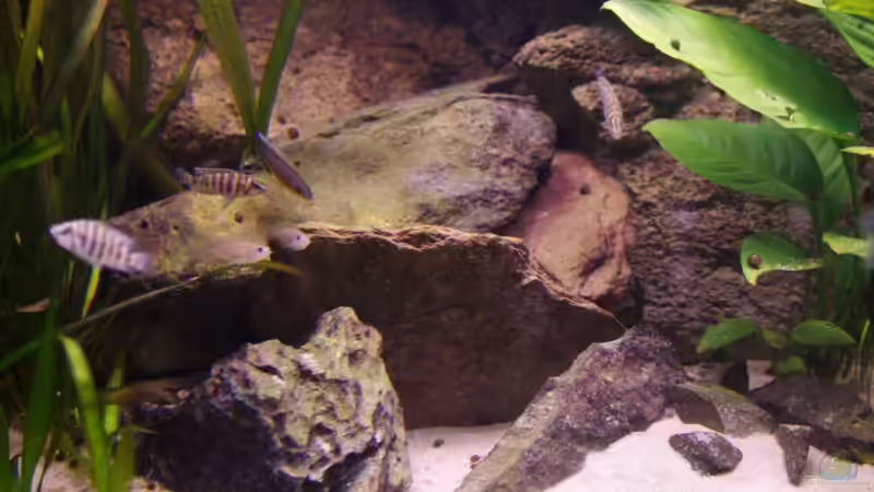 Dekoration im Aquarium Becken 3404 von Martin Hänggi (11)