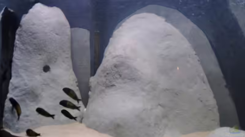 Dekoration im Aquarium Becken 3411 von Nikki Meier (6)