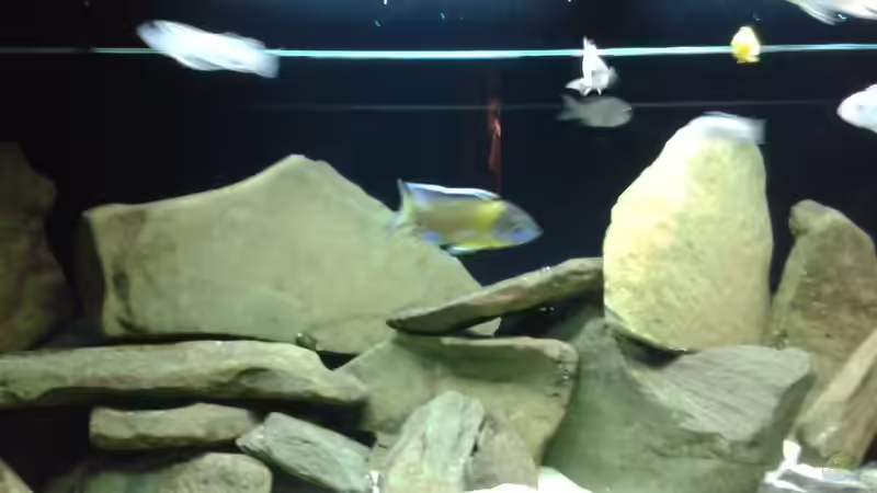 Dekoration im Aquarium Becken 34204 von Andreas Zimmermann (10)