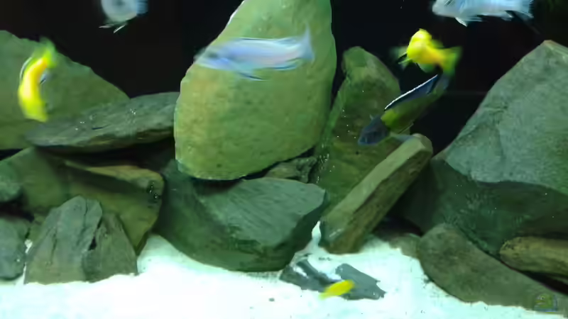 Dekoration im Aquarium Becken 34204 von Andreas Zimmermann (4)