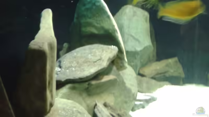 Dekoration im Aquarium Becken 34204 von Andreas Zimmermann (8)