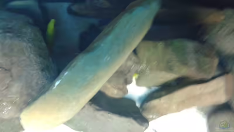 Dekoration im Aquarium Becken 34204 von Andreas Zimmermann (9)