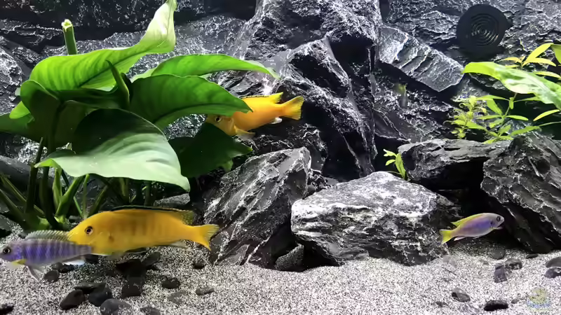 Dekoration im Aquarium Becken 34206 von Boeri (5)