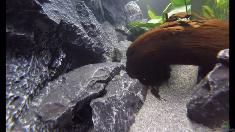 Dekoration im Aquarium Becken 34206 von Boeri (6)