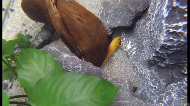 Dekoration im Aquarium Becken 34206 von Boeri (8)