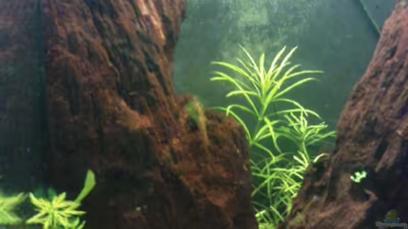 Dekoration im Aquarium Becken 3434 von Jens Hug (8)