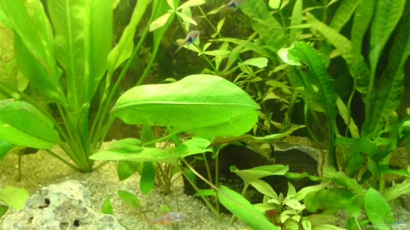 Dekoration im Aquarium Becken 3447 von Jonas Thiel (9)