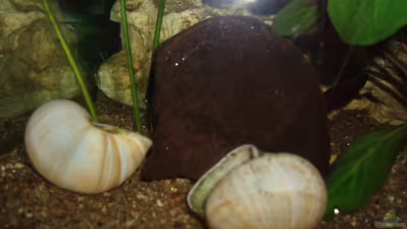 Dekoration im Aquarium Becken 3464 von Michael Messenlehner (11)