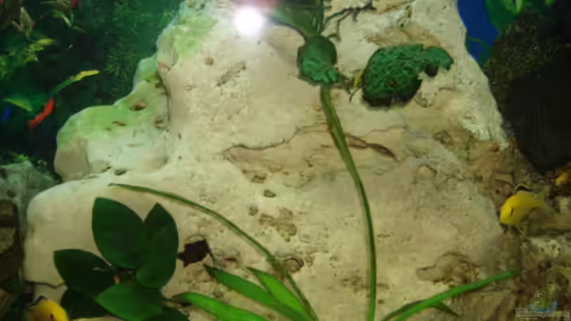 Dekoration im Aquarium Becken 3464 von Michael Messenlehner (12)