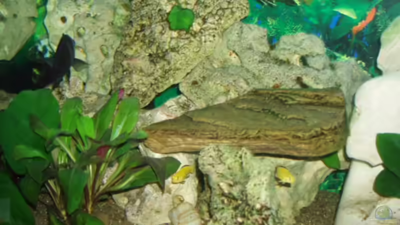 Dekoration im Aquarium Becken 3464 von Michael Messenlehner (14)