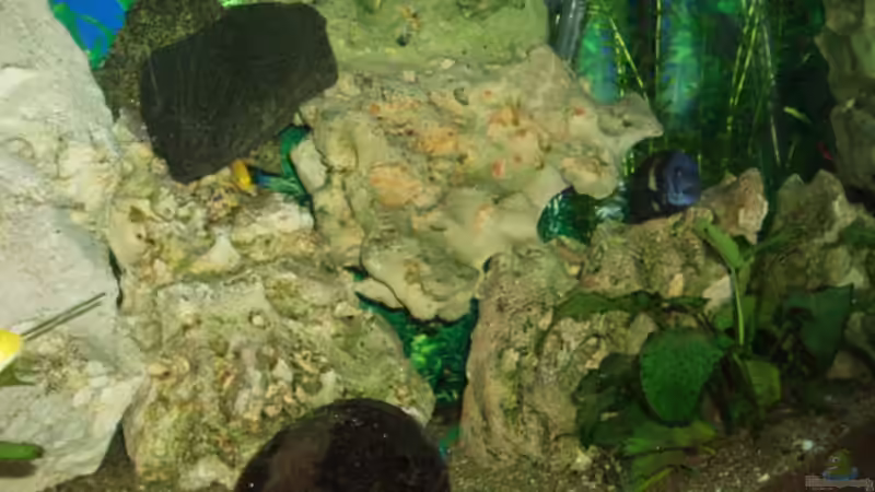 Dekoration im Aquarium Becken 3464 von Michael Messenlehner (9)