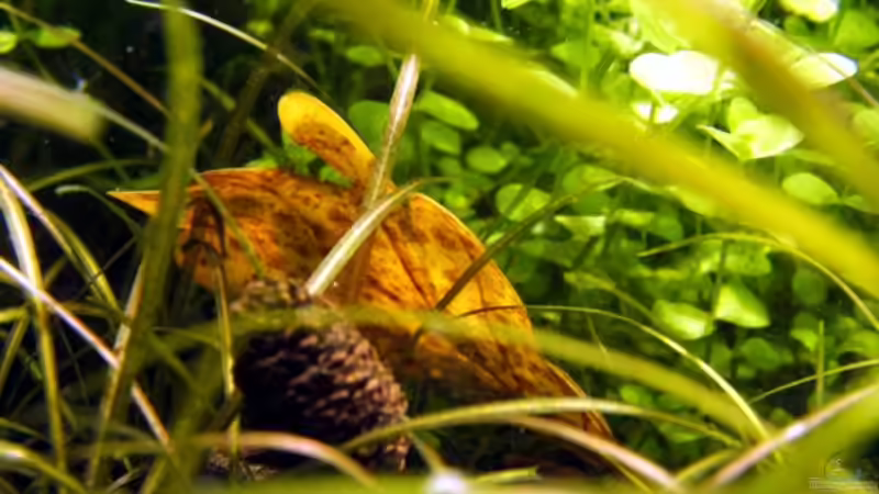 Dekoration im Aquarium Becken 3466 von Joachim Stoner (12)