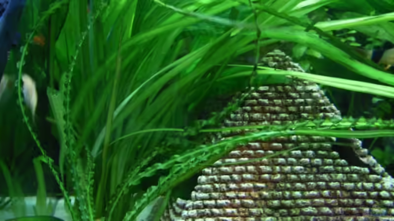 Dekoration im Aquarium Becken 3479 von Carsten Meyborg (4)